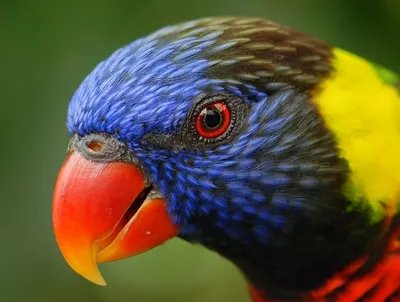 Красный лори: полное описание попугая с фото и видео | Pet7