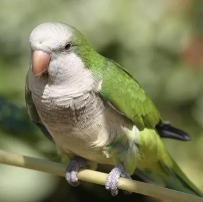 Попугаи калита :: Animal Park — контактный зоопарк
