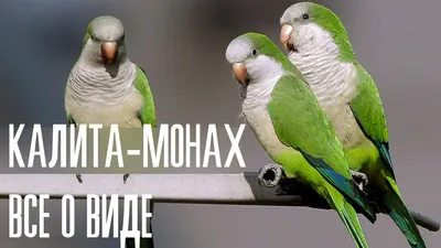 Все о попугаях монах-калита (квакер) | У нас Вы можете купить птенца  выкормыша попугая монах-калита (квакер), синего окра?... | Facebook