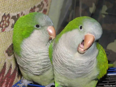 Image result for попугай монах | Parrot, Animals, Birds