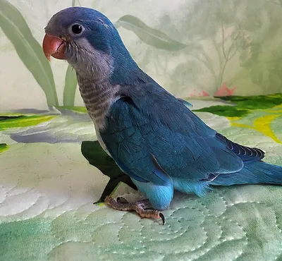 Попугаи калита-монах - выкормыши (голубой окрас) (ID#117577415), цена: 4000  ₴, купить на Prom.ua