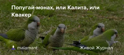 Попугай Монах с пёрышком :: Илья Кочанов – Социальная сеть ФотоКто
