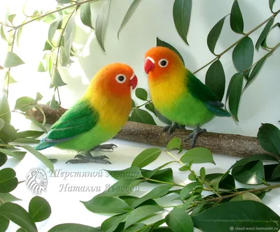 Попугаи-неразлучники: птицы, которые умеют любить. Фото — Ботаничка