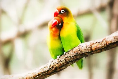 MasterZoo - зоомаркет пухнастих особистостей - Неразлучник. Красивой птице  - красивая легенда!🐦 Свое романтичное название попугаи неразлучники  получили из-за удивительно крепкой привязанности самки и самца друг к другу  на протяжении всей жизни.