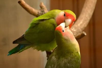 Попугаи неразлучники пара, реалистично…» — создано в Шедевруме