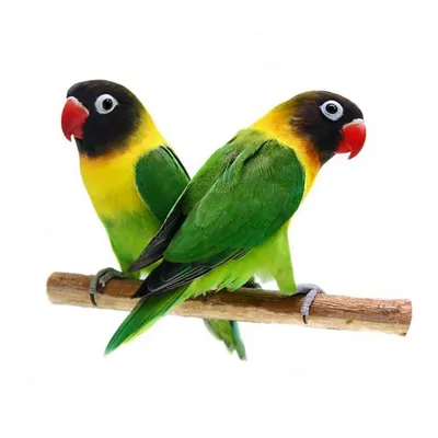 Правила содержания попугаев-неразлучников