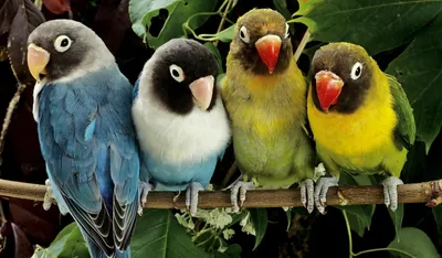 4 TAT - Неразлучники ( lovebird ) попугаи. #Haf_Haf Это одни из самых  популярных видов #попугаев для домашнего содержания. В отличие от  волнистых, эти меньше разговаривают и менее способны к обучению. Они