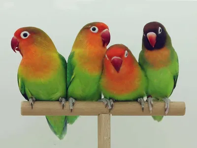 Неразлучники — описание, уход, фото попугаев