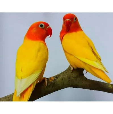 Попугаи неразлучники: описание, виды, содержание и уход, цены, фото