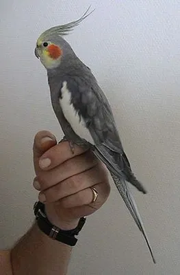 Корелла попугай Нимфа - доска объявлений о продаже животных Bim.ua id:2761