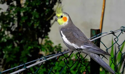 Корелла-нимфа, или нимфовый попугай / Nymphicus hollandicus - «ужас...» |  отзывы