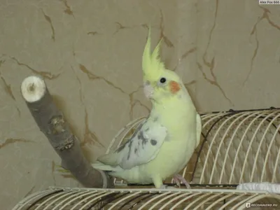 Попугай корелла – розовощекий певец. Описание и фото попугая корелла
