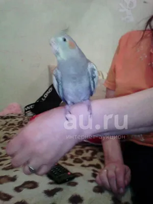 Попугай корелла (нимфа) в Минске. Этот попугай завоевал сердца многих  любителей птиц