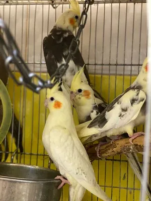 Попугай Корелла - цены в Пскове, купить попугая Корелла