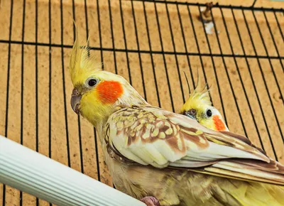 Желтый попугай cockatiel нимфы на птице клетки дома. | Премиум Фото