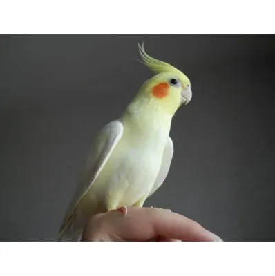 Попугай корелла Нимфа, разные окраски птенцы: 700 грн. - Пташки Київ на Olx