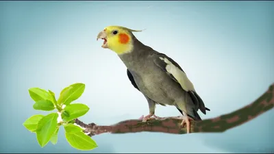 Мир Зоо Гарник STYLE - Корелла (Нимфа) – говорящий австралийский попугай из  семейства какаду.🦜 Попугайчики очень общительные, добрые и крайне наивные  существа🥰 ✓ хорошо развитый интеллект ✓ любит петь и танцевать ✓Красивый