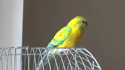Попугай Певчий самец купить в интернет-магазине AQUA-SHOP