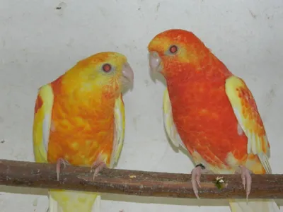 Певчие попугаи. Среди большого количества видов попугаев интерес вызывают певчие  попугаи.