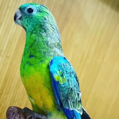 Певчий попугай молодые: 700 грн. - Пташки Одеса на Olx