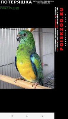 Атласный певчий попугай, молоденький, будет намного: 3500 KGS ᐈ Птицы |  Бишкек | 67284984 ➤ lalafo.kg