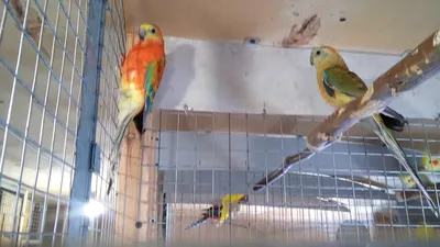 Породы попугаев (29 фото)