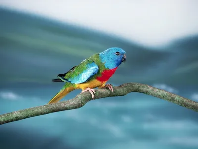 Певчие попугаи. Song parrots. - YouTube