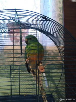 Певчий попугай Стёпа. #попугай #стёпа #певчийпопугай #птица #санктпетербург  #спб #питер - YouTube