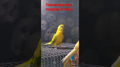 Певчий попугай - самки и самцы: 800 грн. - Птицы Одесса на Olx