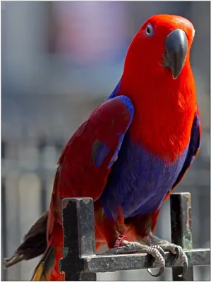 Синелицый певчий австралийский попугай - «Пернатый друг ставший членом  нашей семьи » | отзывы