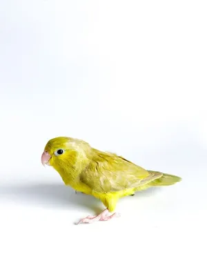 Золотоплечий плоскохвостый попугай - картинки и фото poknok.art