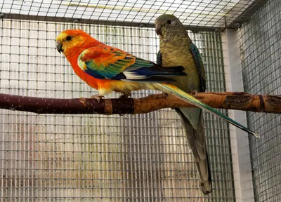 Любители птиц - Певчий #попугай / Red-rumped #parrot (лат. Psephotus  haematonotus) Автор снимка: Wilson Lennard #Фото #birdslovers #птицы  #пернатые | Facebook