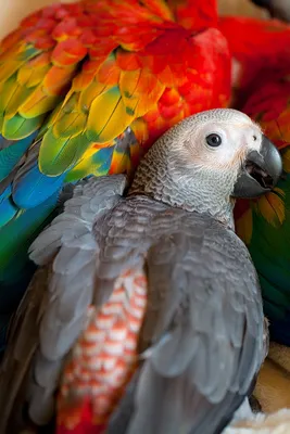 Волнистый попугай - Все о породе | Попугай породы - Волнистый | Попугай