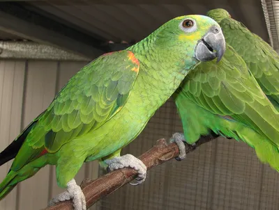 10 самых умных попугаев 🦜 в мире | Pet7