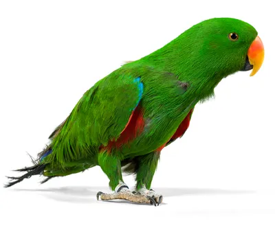 Какие породы попугаев умеют разговаривать и как научить попугая говорить