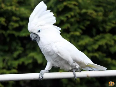 Редкие и необычные породы попугаев | Попугай Петя | Дзен