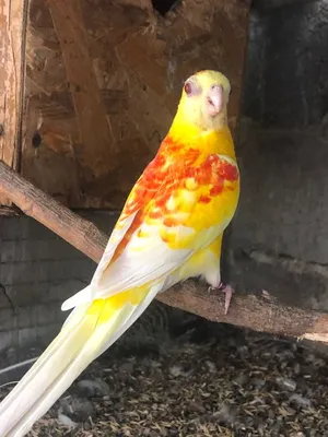 10 самых умных попугаев 🦜 в мире | Pet7