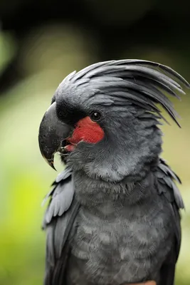 Топ 10 самых умных пород попугаев - Зоомагазин MasterZoo