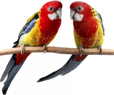 попугаи Розеллы | Зоо-Оазис