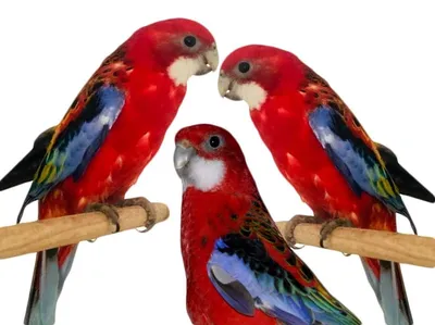 попугаи Розеллы | Зоо-Оазис