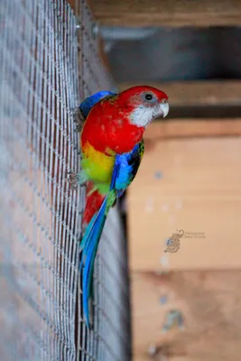 Попугай розелла - купить недорого из питомника ⋆ Диво-Птица