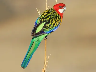 Самый красивый попугай - австралийская пестрая розелла - YouTube