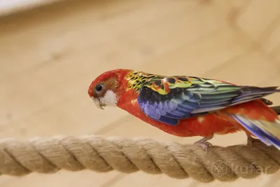 Попугай Розелла - «Красивая ручная птица с трудным характером» | отзывы