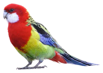 Розелла (Platycercus) попугай