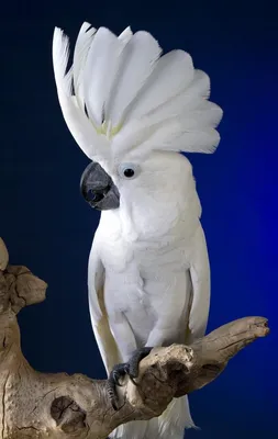 волнистый попугай — ХохолОК!