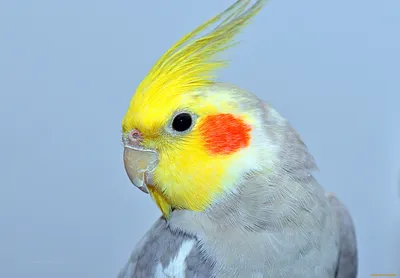 Серые попугаи с хохолком - картинки и фото poknok.art