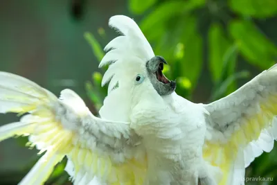 Бешеный попугай — видео с нападающим какаду