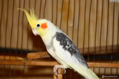 Купить попугая какаду в Москве, цена питомника Джунгли