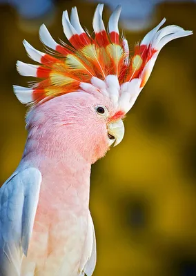 Язык тела попугаев — ХохолОК!