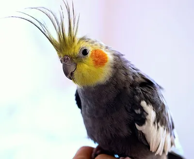 Породы попугаев (34 фото)